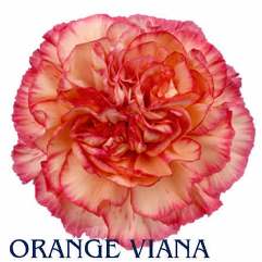 Orange Viana - Carnation